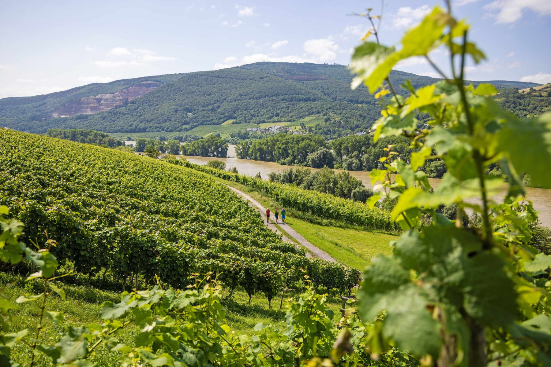 Durch die Weinberge am Rhein