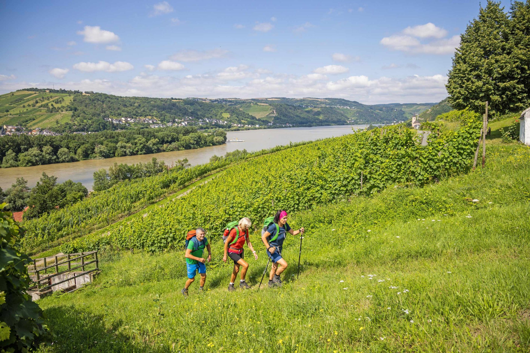 Wandern durch die Weinberge am Rhein