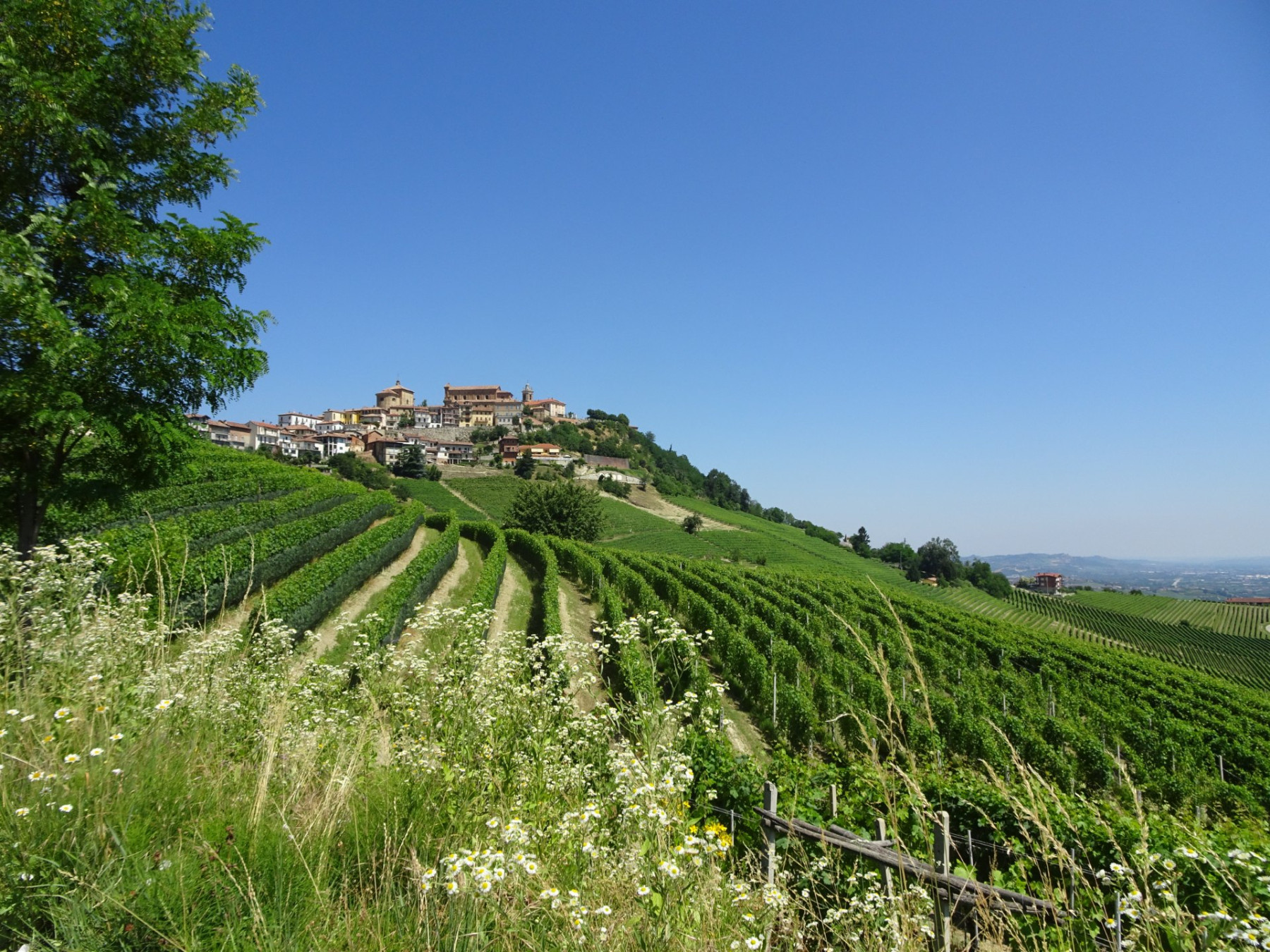 Region Langhe