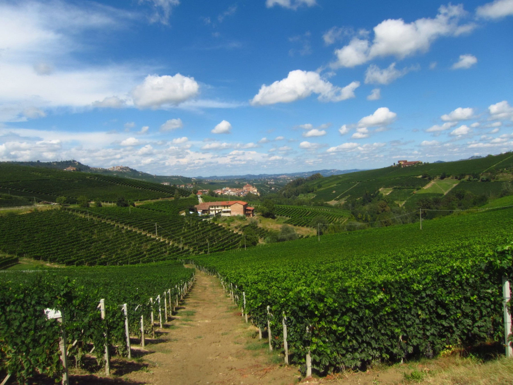 Barolo Weinberge im Piemont