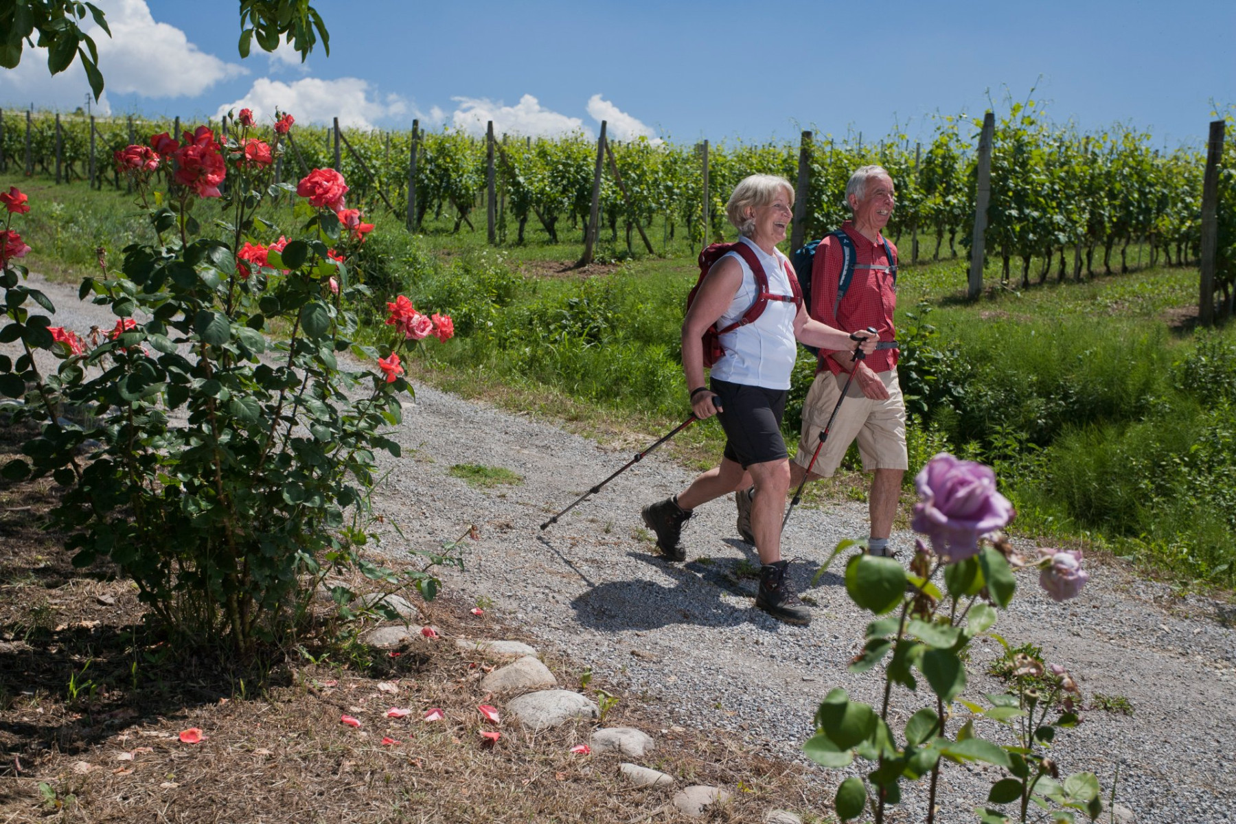 Wandern durch Weinberge