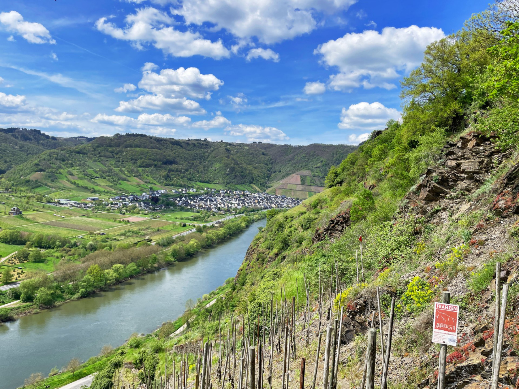 Weinberg an der Mosel