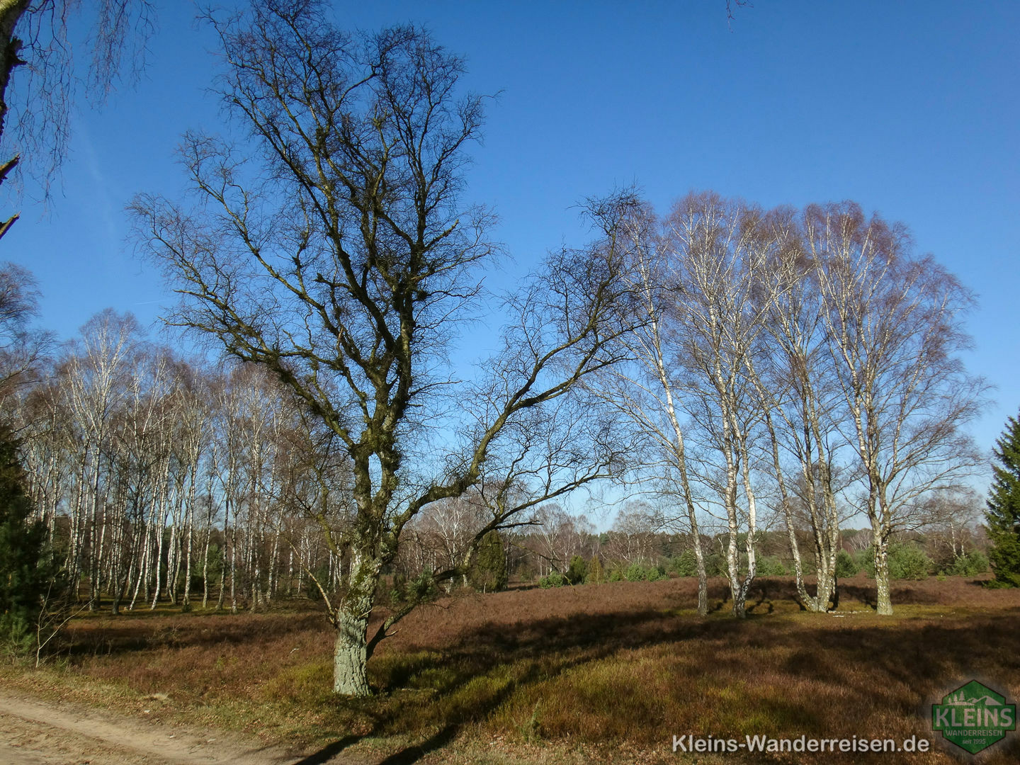 Birkenwald in der Heide