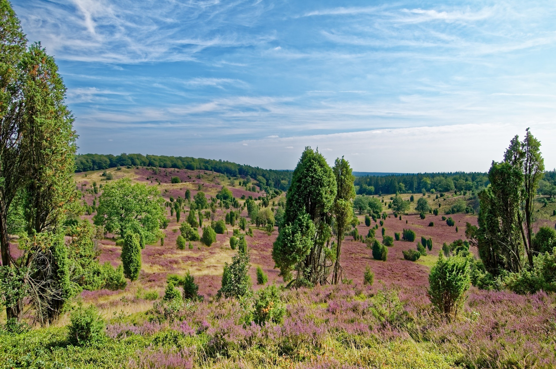 Blick in die Heidelandschaft