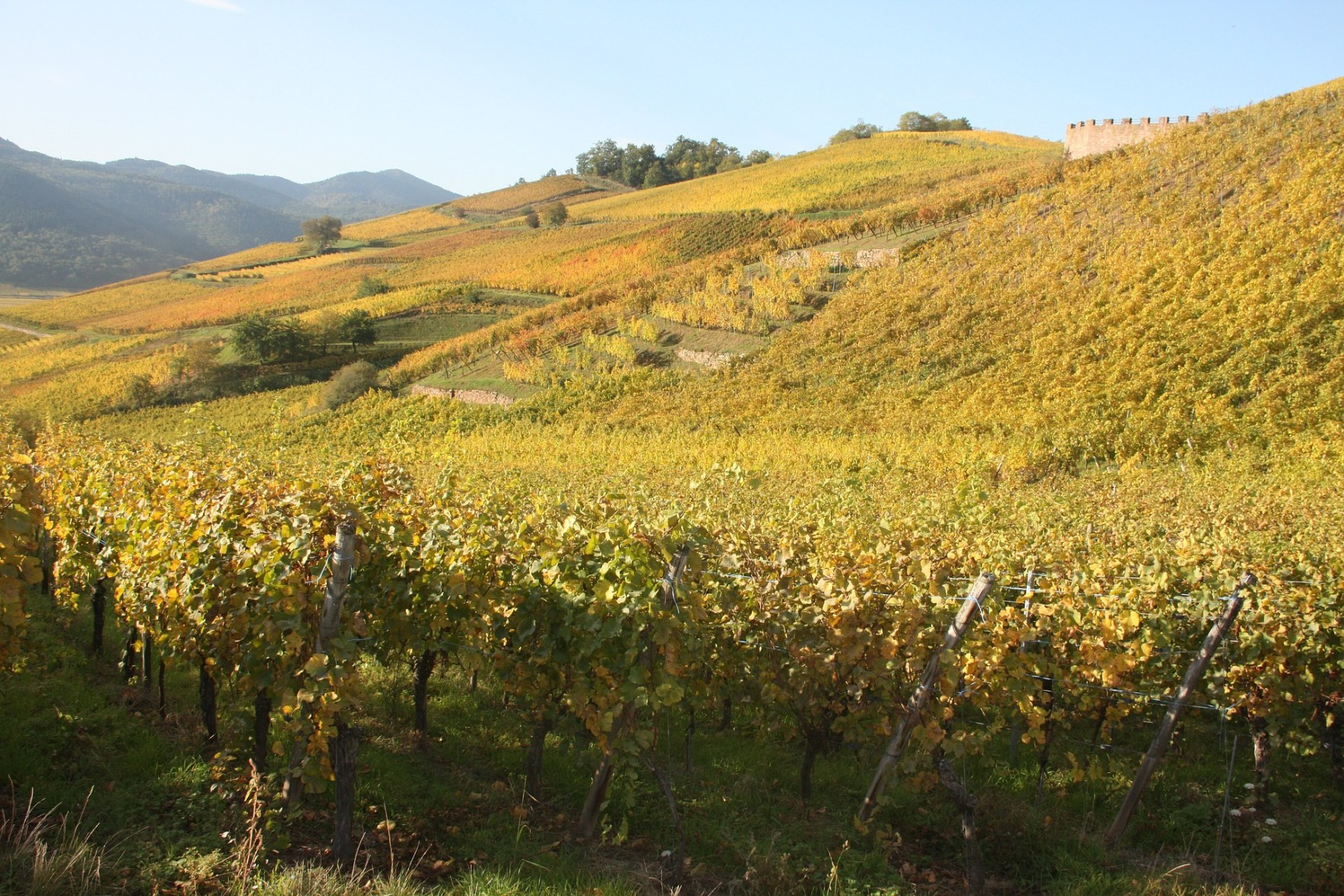 Weinanbau in den Vogesen