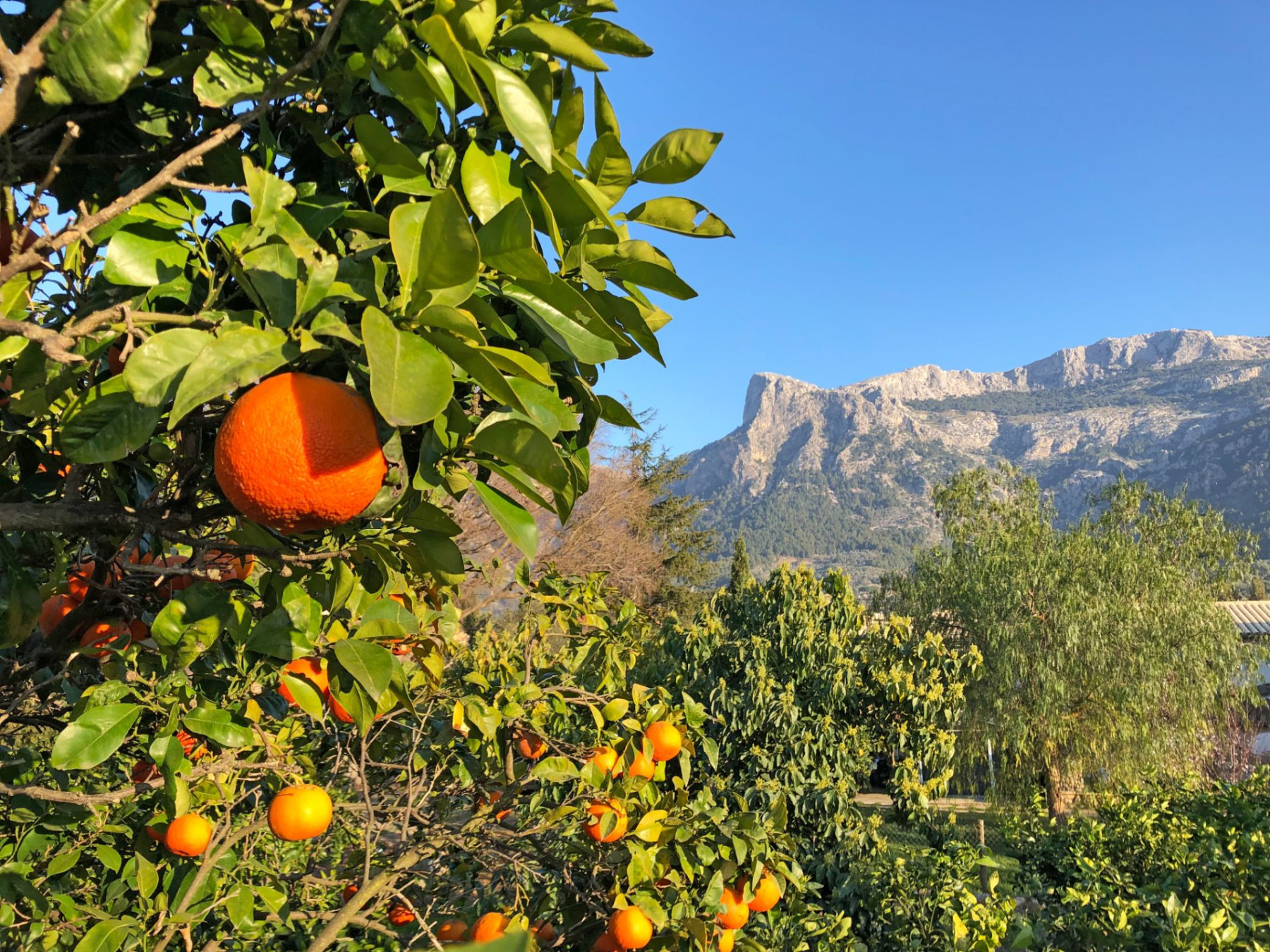 Orangenbäume