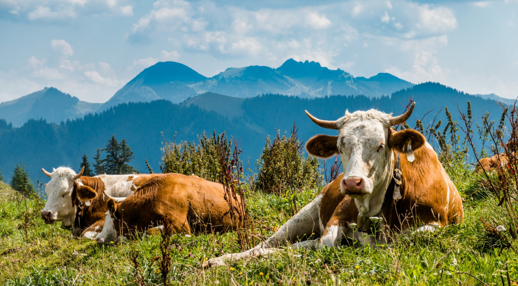 Kühe auf der Alm