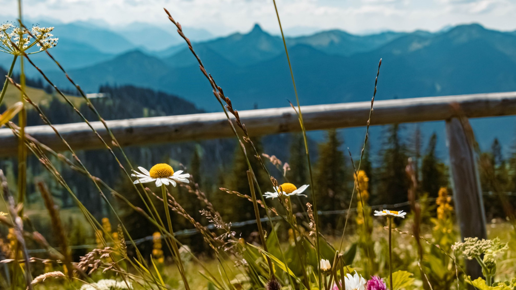 Bergblumen sind schön