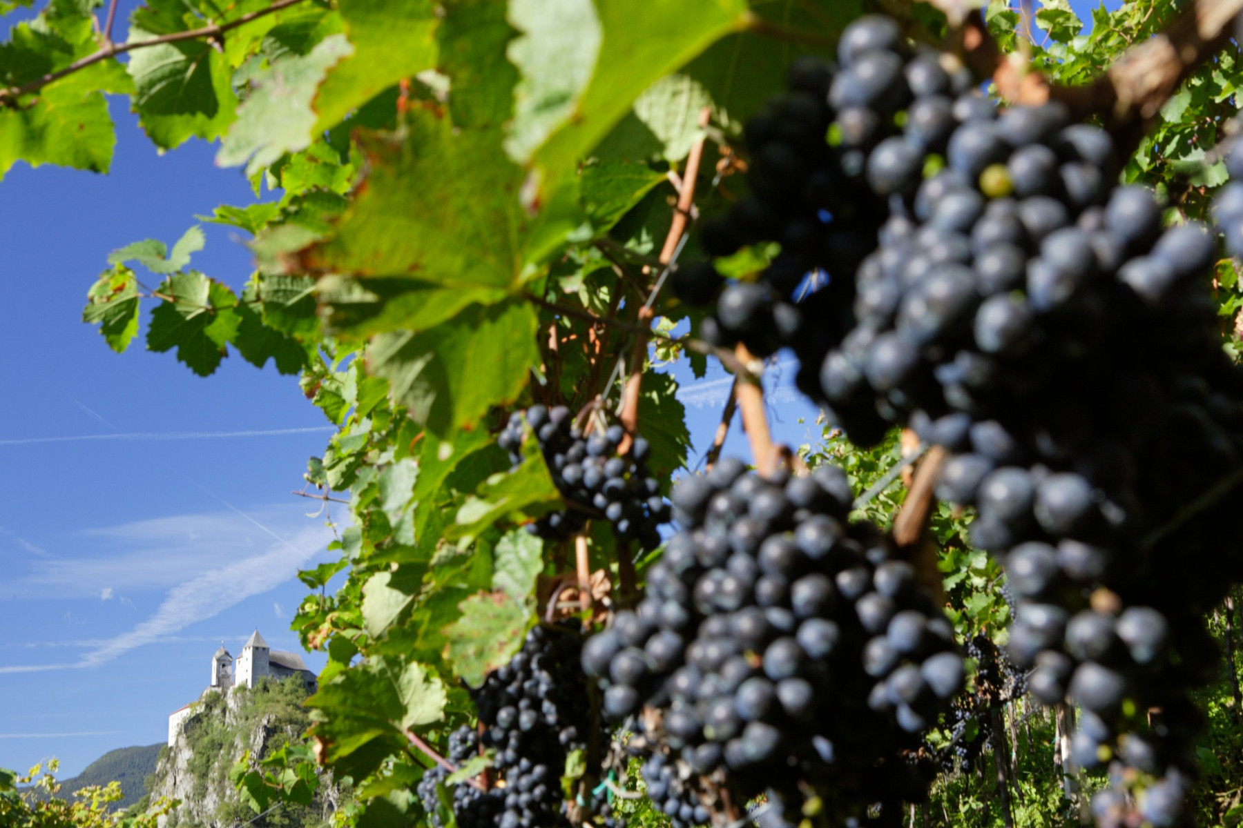 Weinreben Südtirol