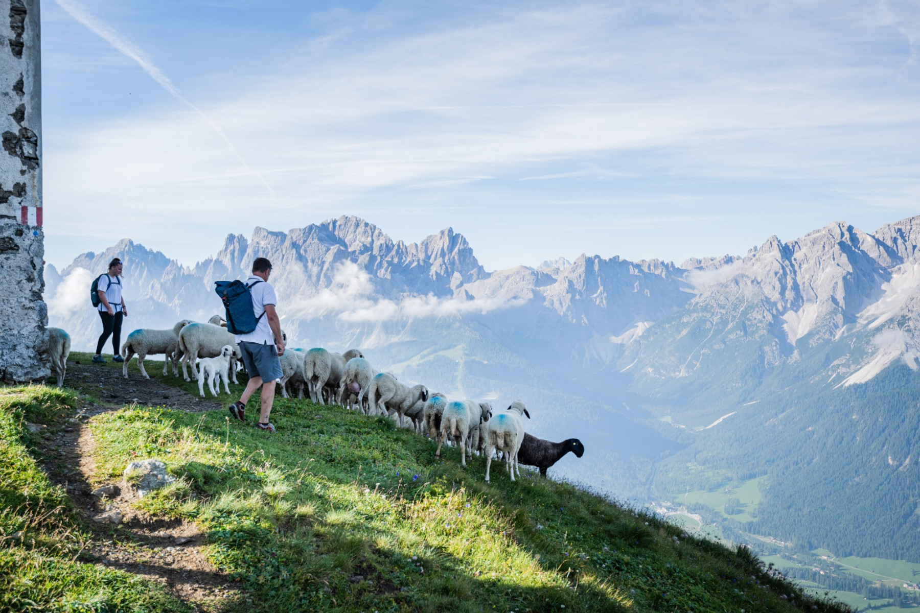 Schafherde in den Bergen