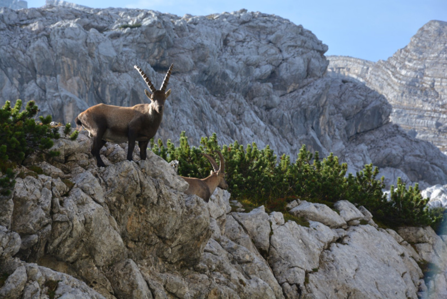 Steinbock