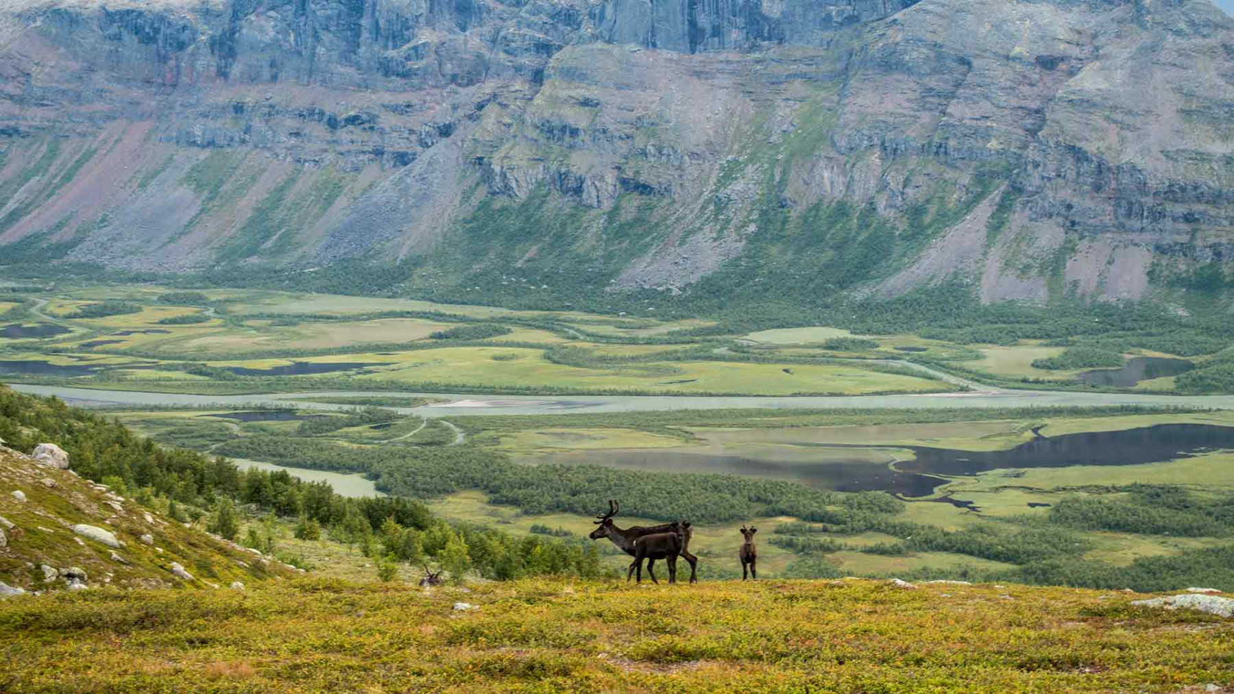 Rentiere in Lappland